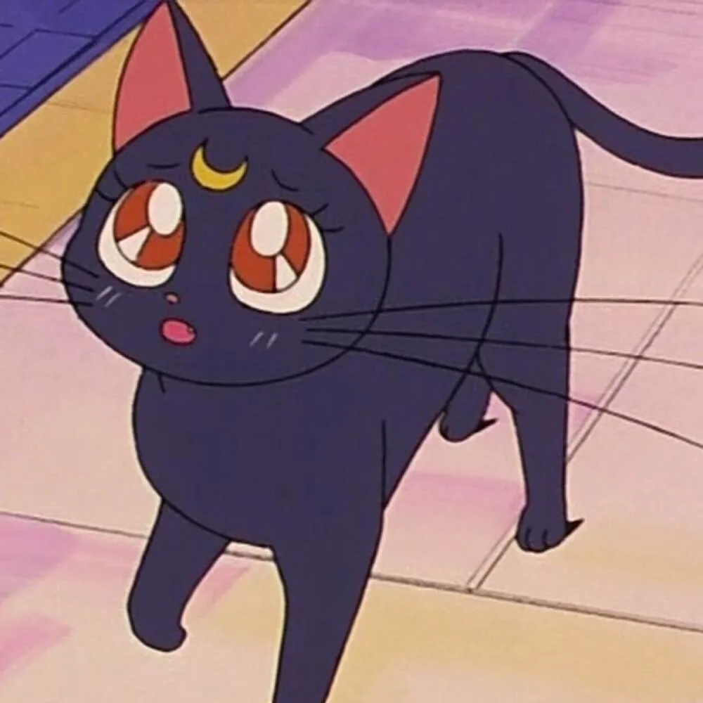 Luna, a crescent-marked black cat, looking upward